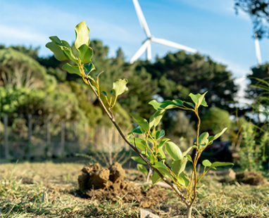 Tree seedling at windfarm