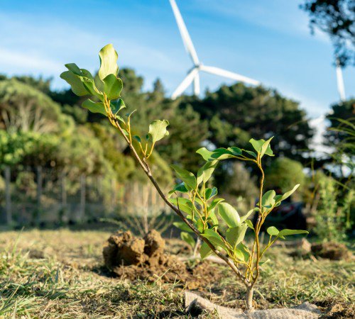 Tree seedling at wind farm