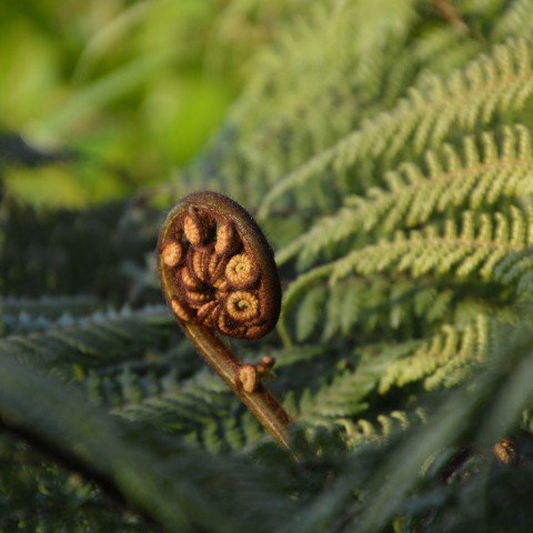 Fern plant