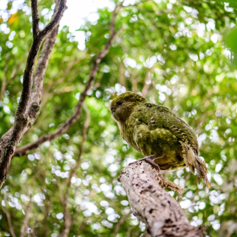 Kakapo recovery programme hero