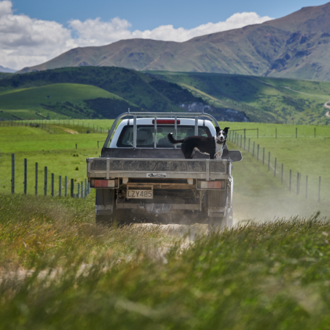 Truck driving through a green country side with a dog on the back.