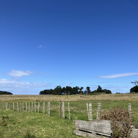 Waiinu site