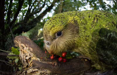 Kakapo eating berries