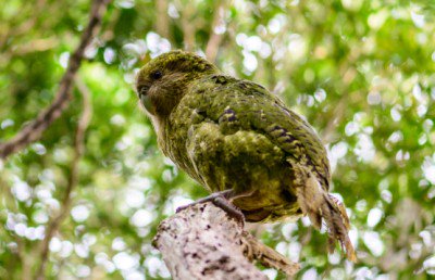 Tukaha Kakapo