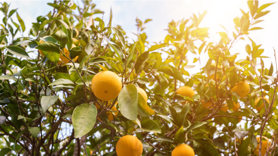 Closeup of an orange on a tree in orchard