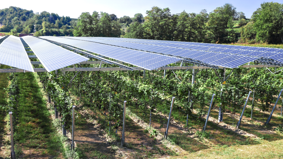  Solar Panel Orchard